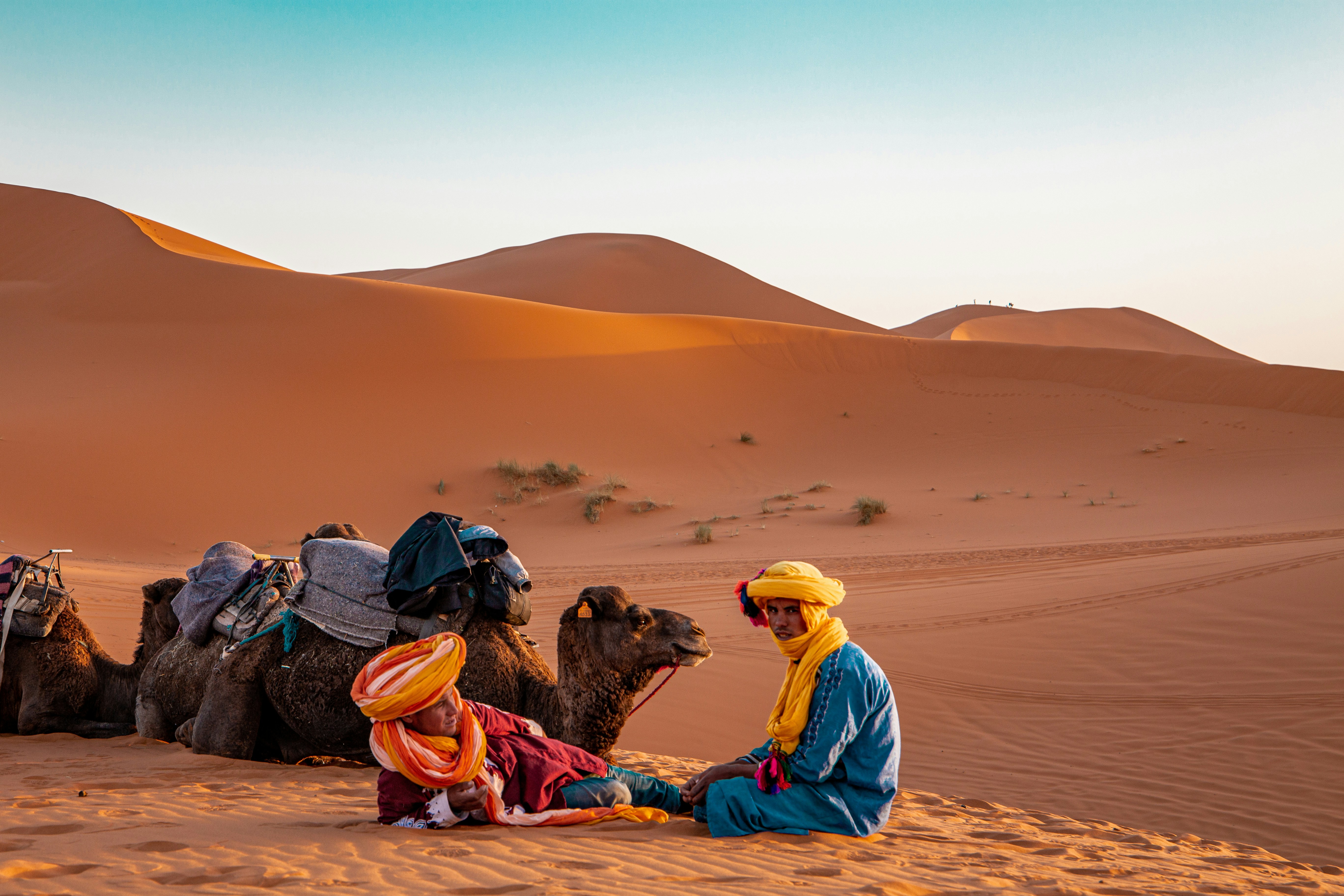 Sahara desert camels trek.