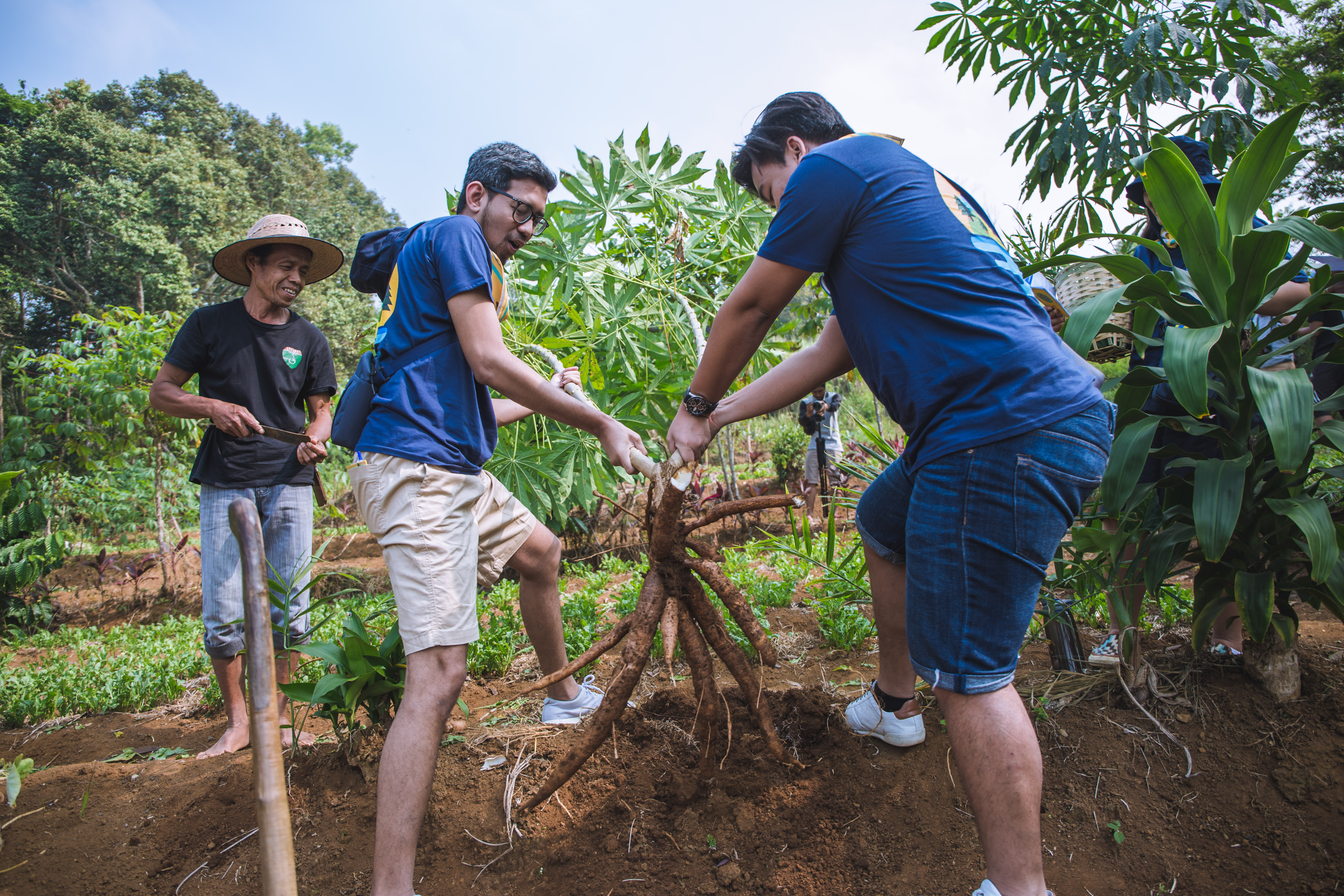 Tree planting