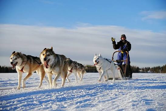 Dogsledding through the winter.